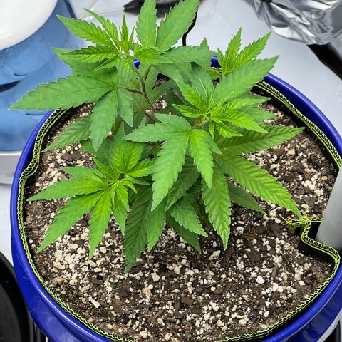 Cheetah the Hut growlog timeline photo