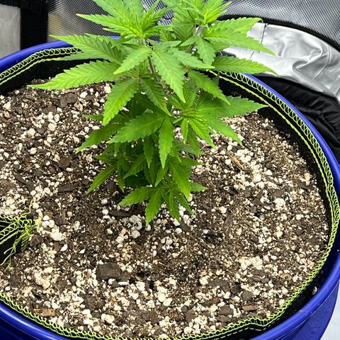 Princess Haze growlog photo: Got pre flowers 