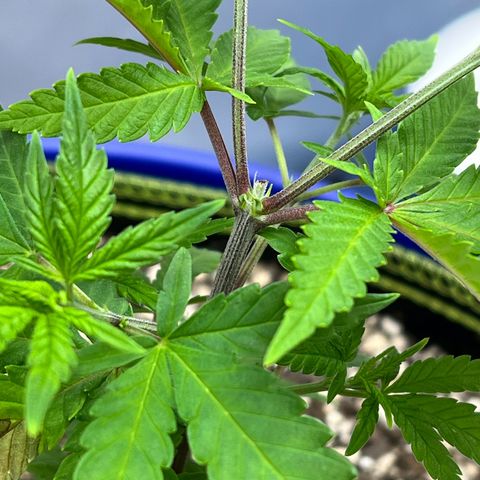 Princess Haze growlog photo: Got pre flowers 