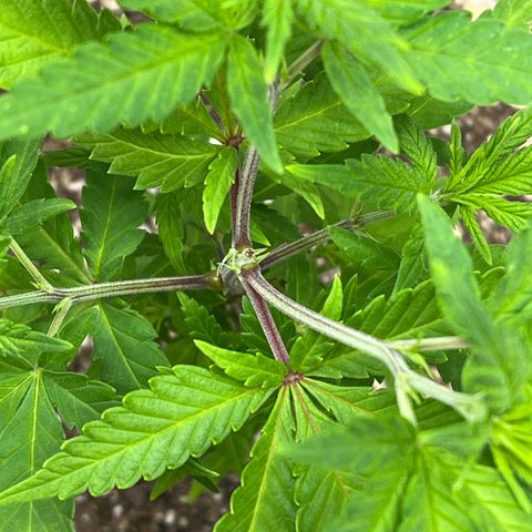 Princess Haze growlog photo: Got pre flowers 