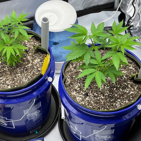 Princess Haze growlog timeline photo
