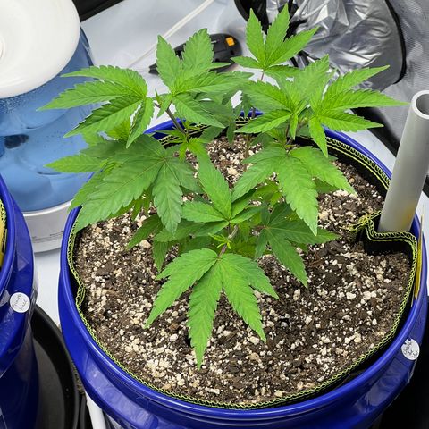 Cheetah the Hut growlog timeline photo