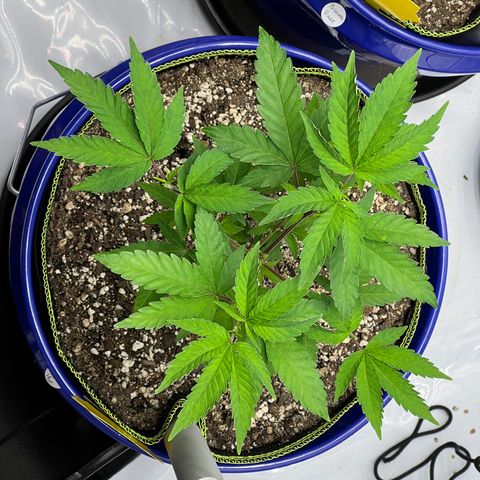 Cheetah the Hut growlog timeline photo