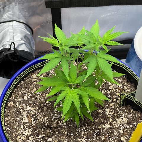 Princess Haze growlog timeline photo