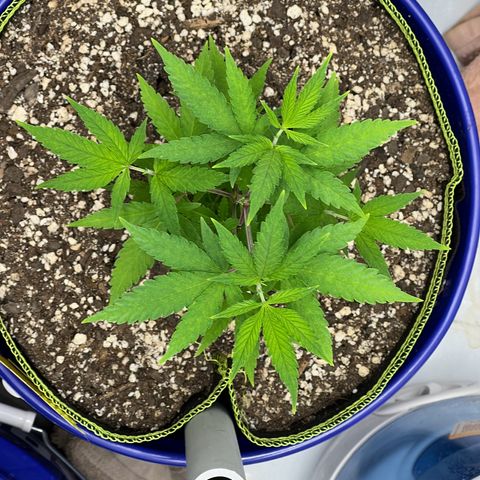 Princess Haze growlog timeline photo