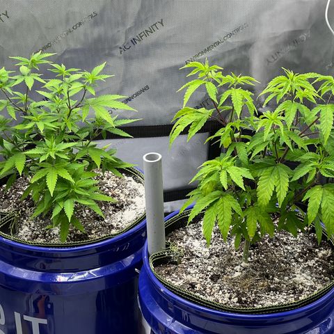 Princess Haze growlog timeline photo