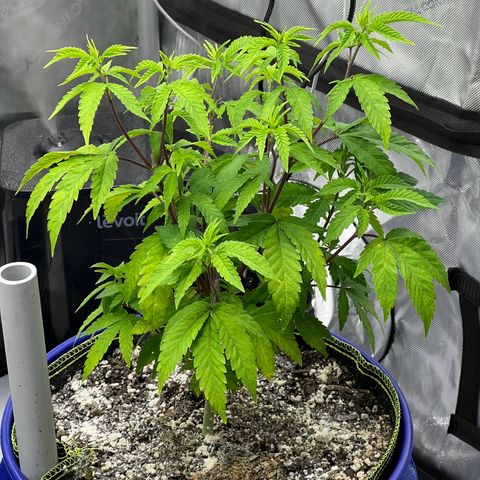 Cheetah the Hut growlog timeline photo