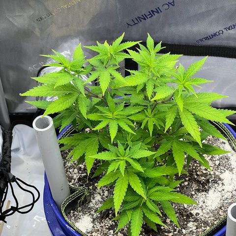 Princess Haze growlog timeline photo
