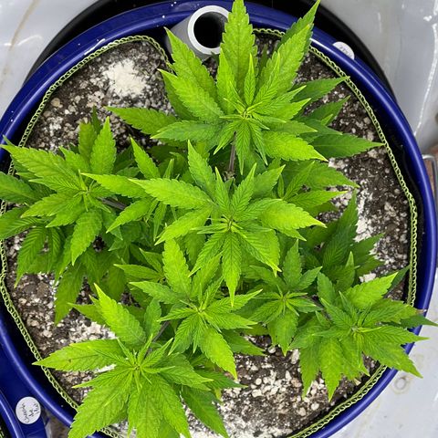Princess Haze growlog timeline photo