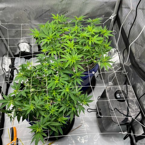 Princess Haze growlog timeline photo