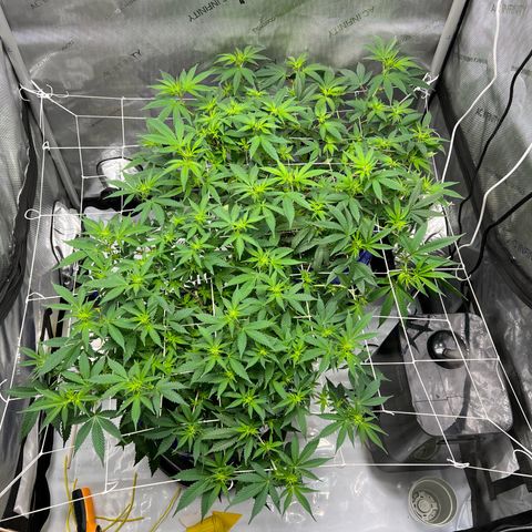 Princess Haze growlog timeline photo