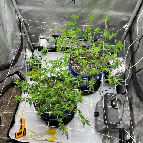 Princess Haze growlog timeline photo