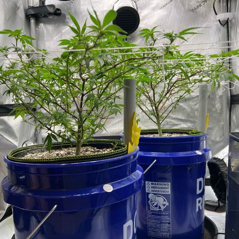 Princess Haze growlog timeline photo