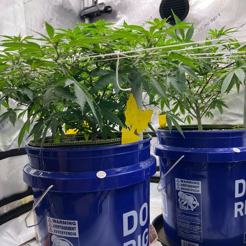 Princess Haze growlog timeline photo