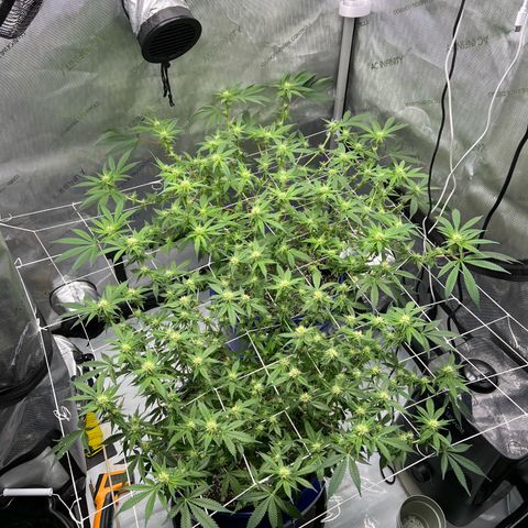 Princess Haze growlog photo: Post defoliation 