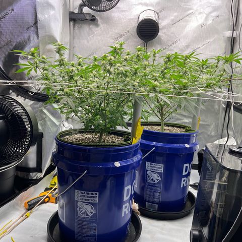Princess Haze growlog photo: Post defoliation 