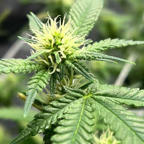 Princess Haze growlog timeline photo