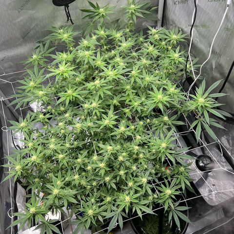 Princess Haze growlog timeline photo