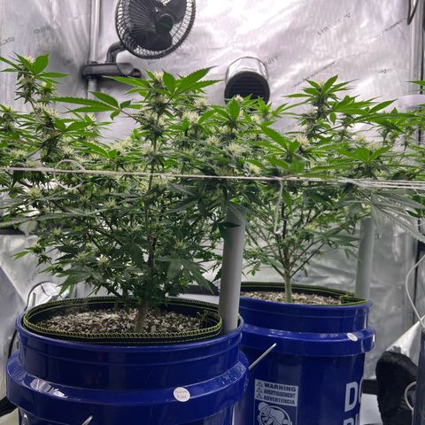 Princess Haze growlog timeline photo