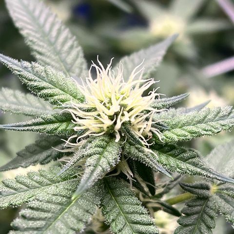 Princess Haze growlog timeline photo