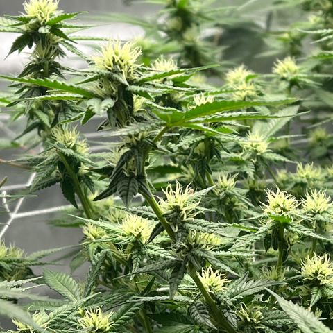 Princess Haze growlog timeline photo