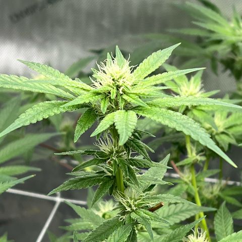 Cheetah the Hut growlog timeline photo