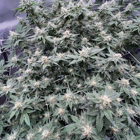 Princess Haze growlog timeline photo