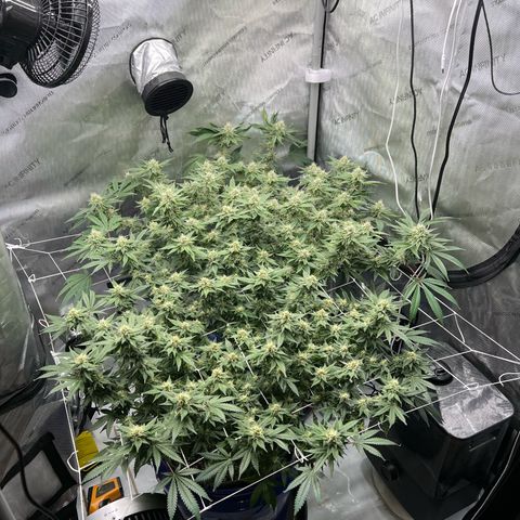 Princess Haze growlog timeline photo