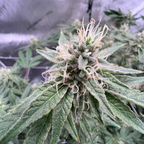 Princess Haze growlog timeline photo