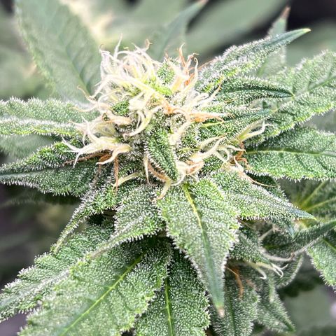 Princess Haze growlog timeline photo