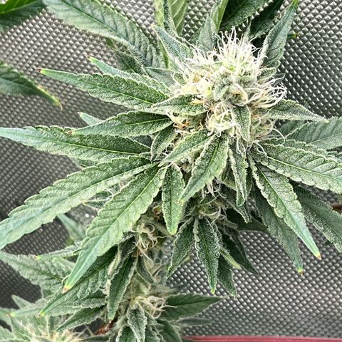 Cheetah the Hut growlog timeline photo
