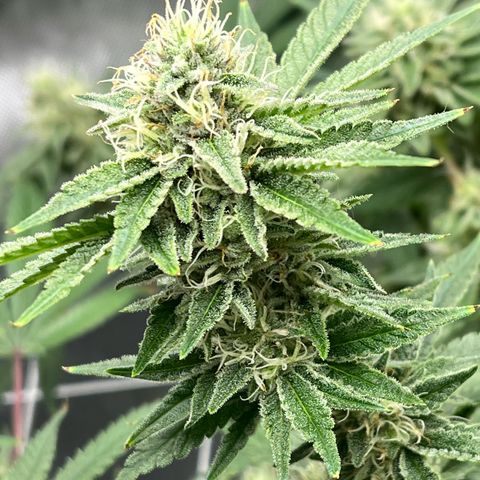 Cheetah the Hut growlog timeline photo
