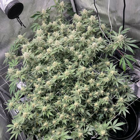Princess Haze growlog timeline photo
