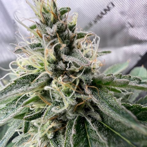 Princess Haze growlog timeline photo