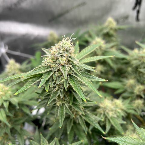 Cheetah the Hut growlog timeline photo