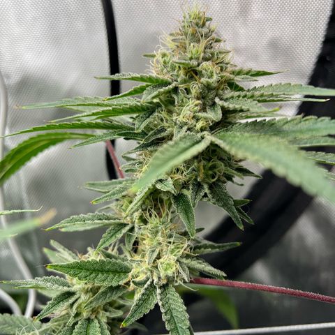 Cheetah the Hut growlog timeline photo
