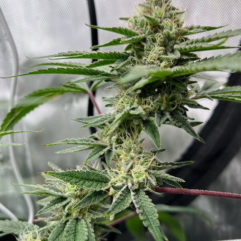 Cheetah the Hut growlog timeline photo
