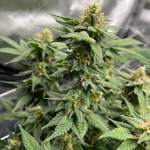 Princess Haze growlog timeline photo