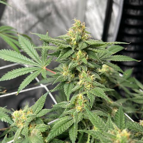 Princess Haze growlog timeline photo