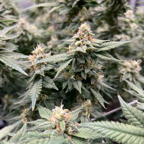 Princess Haze growlog timeline photo