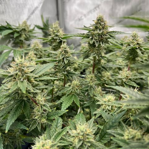 Cheetah the Hut growlog timeline photo