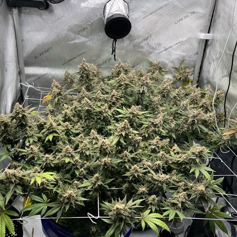 Princess Haze growlog timeline photo