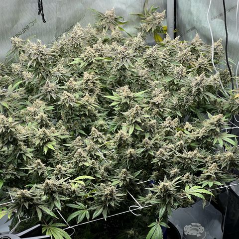 Princess Haze growlog timeline photo