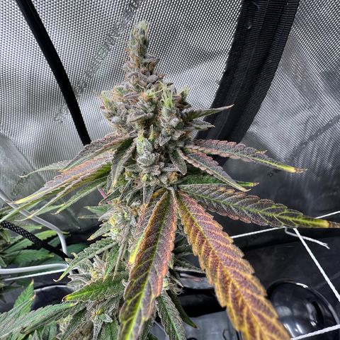Cheetah the Hut growlog timeline photo