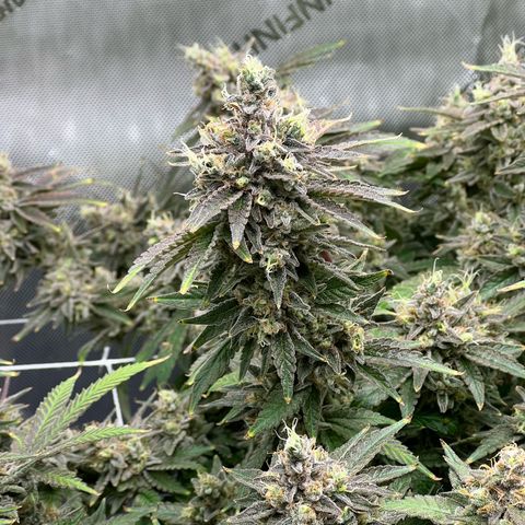 Cheetah the Hut growlog timeline photo