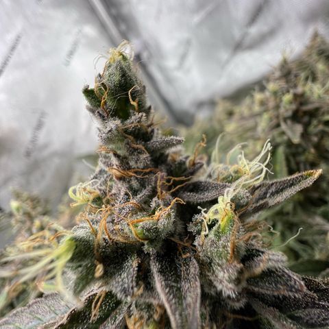 Cheetah the Hut growlog timeline photo