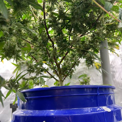 Cheetah the Hut growlog timeline photo