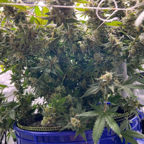 Princess Haze growlog timeline photo