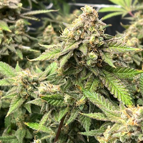 Princess Haze growlog timeline photo