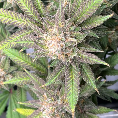 Princess Haze growlog timeline photo
